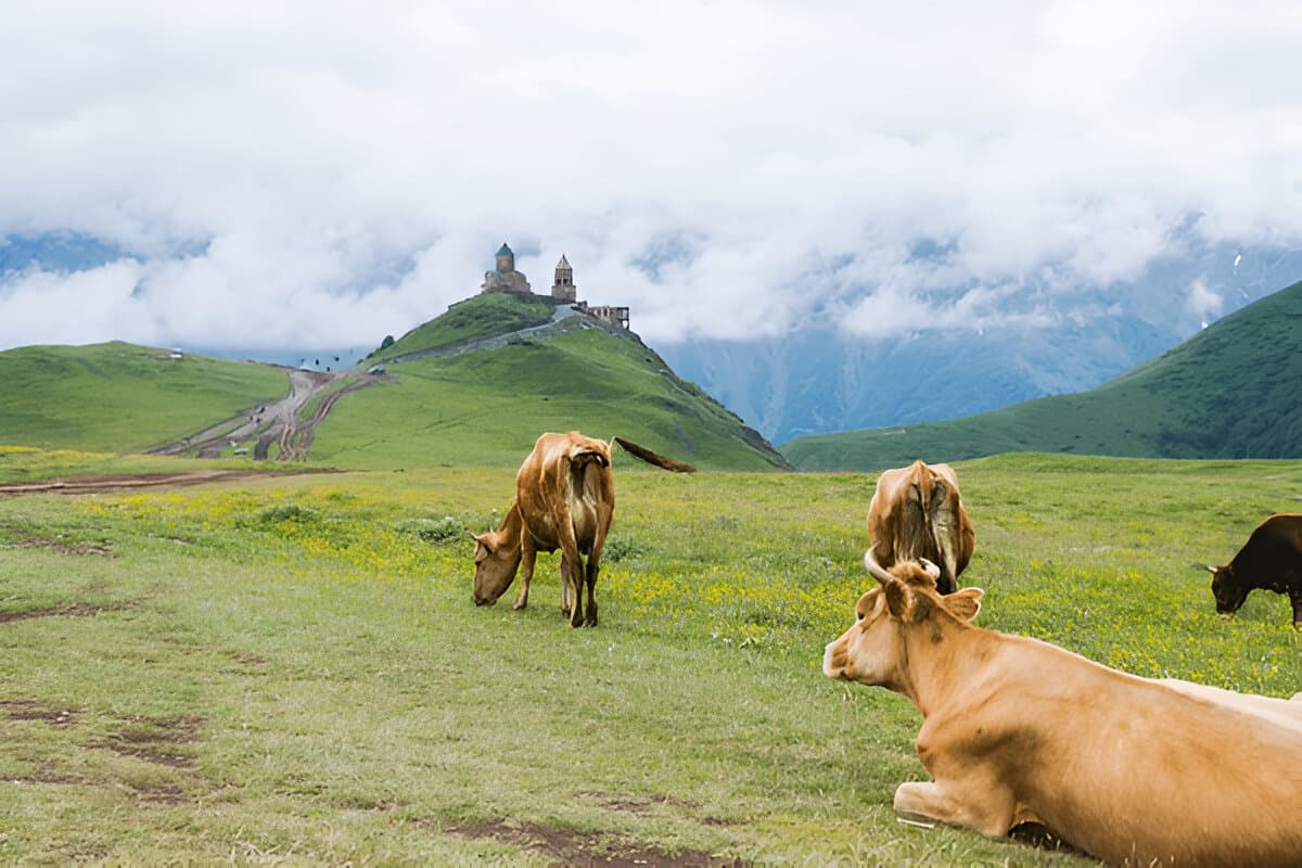 Kazbegi Full-Day Ananuri Fortress & Gergeti Monastery Tour image 11